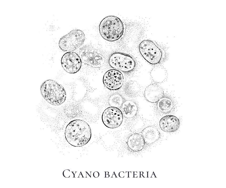 Cyano bacteria